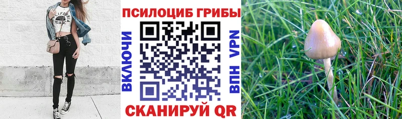 Купить закладки  Казань  Псилоцибиновые грибы MAGIC MUSHROOMS 